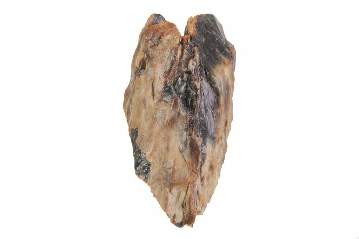 Ceratopsian Dinosaur Tooth - Montana #71356